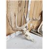 Image 3 : 184 4/8" Gross Whitetail Antlers On Skull
