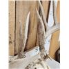 Image 4 : 184 4/8" Gross Whitetail Antlers On Skull