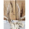 Image 5 : 184 4/8" Gross Whitetail Antlers On Skull