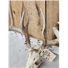 Image 6 : 184 4/8" Gross Whitetail Antlers On Skull