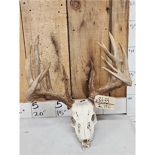 186" Gross Score Whitetail Antlers On Skull Plate