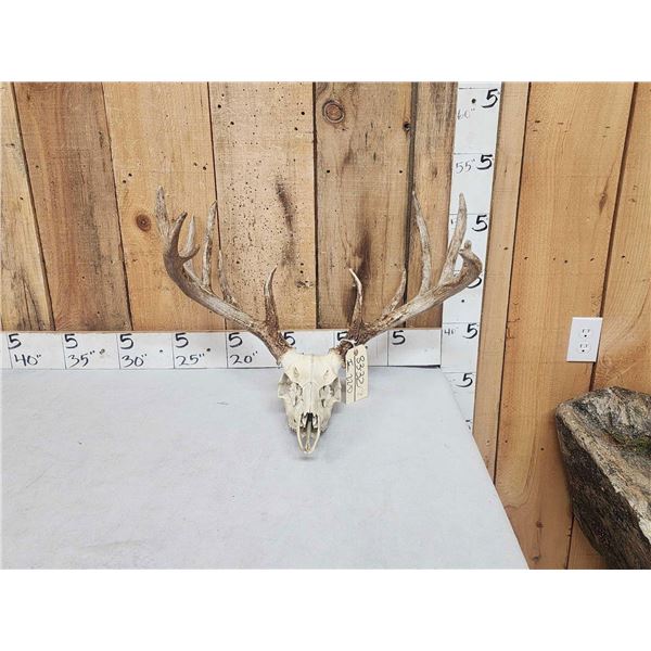 172" Gross Score Whitetail Antlers On Skull