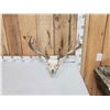 Image 1 : 172" Gross Score Whitetail Antlers On Skull