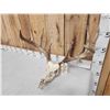 Image 2 : 172" Gross Score Whitetail Antlers On Skull