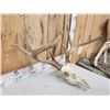 Image 3 : 172" Gross Score Whitetail Antlers On Skull