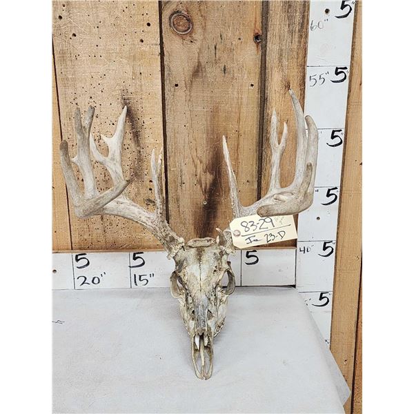 165" Gross Score Whitetail Antlers On Skull