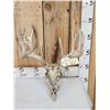 Image 1 : 165" Gross Score Whitetail Antlers On Skull
