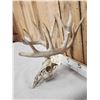 Image 2 : 165" Gross Score Whitetail Antlers On Skull