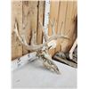 Image 3 : 165" Gross Score Whitetail Antlers On Skull