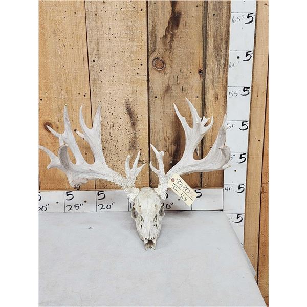 230" Gross Score Whitetail Antlers On Skull