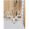 Image 1 : 230" Gross Score Whitetail Antlers On Skull