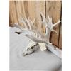 Image 2 : 230" Gross Score Whitetail Antlers On Skull
