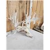 Image 3 : 230" Gross Score Whitetail Antlers On Skull