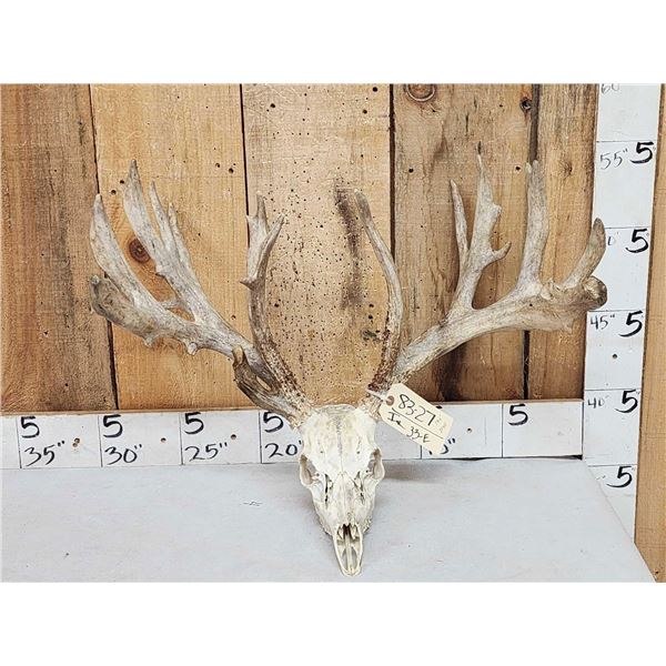 194" Gross Score Whitetail Antlers On Skull