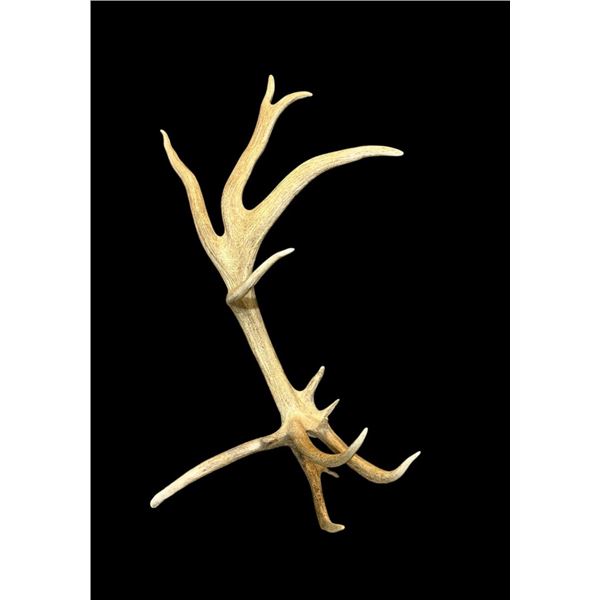 Freak Nontypical 10lbs Elk Shed Antler