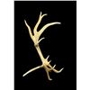 Image 1 : Freak Nontypical 10lbs Elk Shed Antler