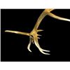 Image 2 : Freak Nontypical 10lbs Elk Shed Antler