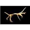 Image 3 : Freak Nontypical 10lbs Elk Shed Antler