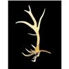 Image 4 : Freak Nontypical 10lbs Elk Shed Antler