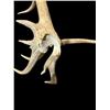 Image 5 : Freak Nontypical 10lbs Elk Shed Antler