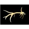 Image 6 : Freak Nontypical 10lbs Elk Shed Antler