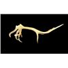 Image 7 : Freak Nontypical 10lbs Elk Shed Antler