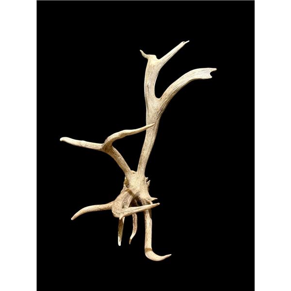 Freak Nontypical Self Standing 10Lbs Elk Shed Antler