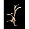 Image 1 : Freak Nontypical Self Standing 10Lbs Elk Shed Antler