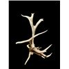 Image 2 : Freak Nontypical Self Standing 10Lbs Elk Shed Antler