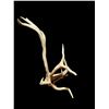 Image 3 : Freak Nontypical Self Standing 10Lbs Elk Shed Antler