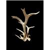 Image 4 : Freak Nontypical Self Standing 10Lbs Elk Shed Antler