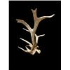 Image 5 : Freak Nontypical Self Standing 10Lbs Elk Shed Antler