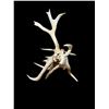 Image 6 : Freak Nontypical Self Standing 10Lbs Elk Shed Antler