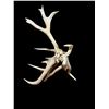 Image 7 : Freak Nontypical Self Standing 10Lbs Elk Shed Antler