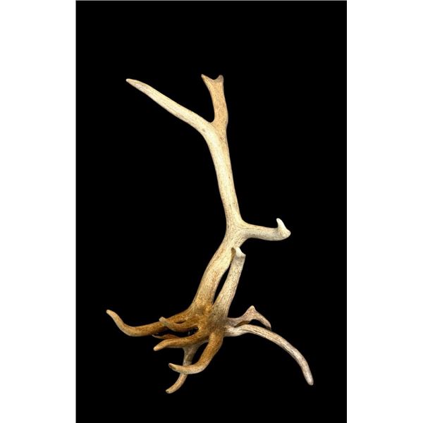 Freak Nontypical 9Lbs Elk Shed Antler