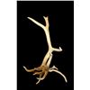 Image 1 : Freak Nontypical 9Lbs Elk Shed Antler
