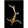 Image 2 : Freak Nontypical 9Lbs Elk Shed Antler