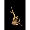 Image 3 : Freak Nontypical 9Lbs Elk Shed Antler