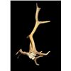 Image 4 : Freak Nontypical 9Lbs Elk Shed Antler