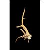 Image 5 : Freak Nontypical 9Lbs Elk Shed Antler