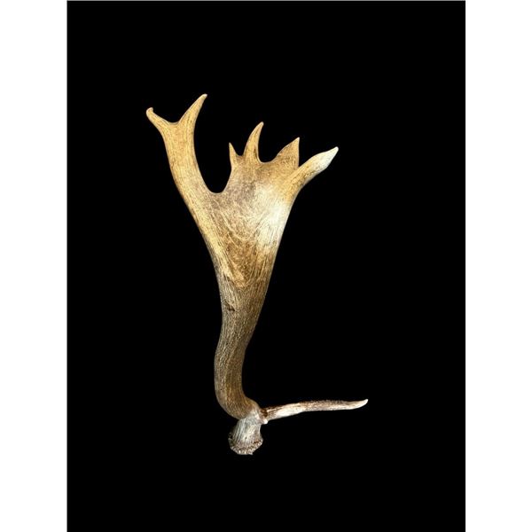 HEAVY Mass 13.7Lbs Elk Antler