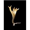 Image 1 : HEAVY Mass 13.7Lbs Elk Antler