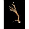Image 2 : HEAVY Mass 13.7Lbs Elk Antler