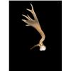 Image 3 : HEAVY Mass 13.7Lbs Elk Antler