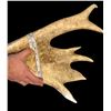 Image 4 : HEAVY Mass 13.7Lbs Elk Antler