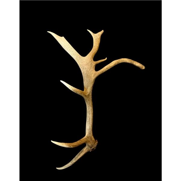 8.5Lbs Elk Antler With 17" Droptine