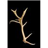 Image 2 : 8.5Lbs Elk Antler With 17" Droptine