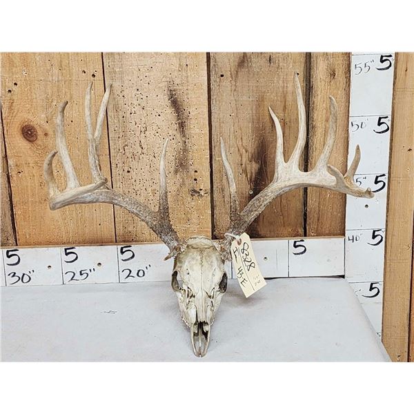 169" Gross Score Whitetail Antlers On Skull