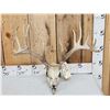 Image 1 : 169" Gross Score Whitetail Antlers On Skull