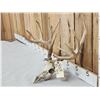 Image 2 : 169" Gross Score Whitetail Antlers On Skull